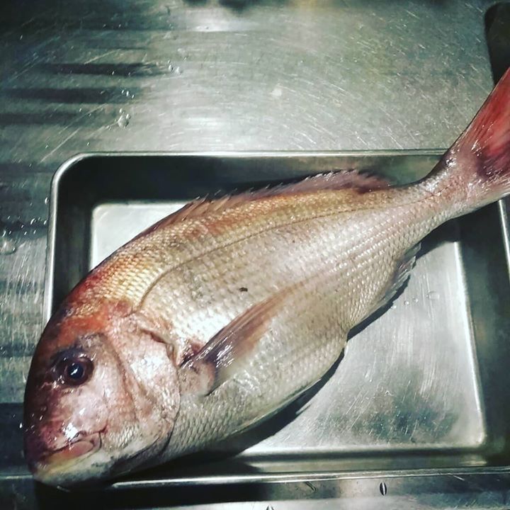 いらっしゃいませ❗金魚です❗